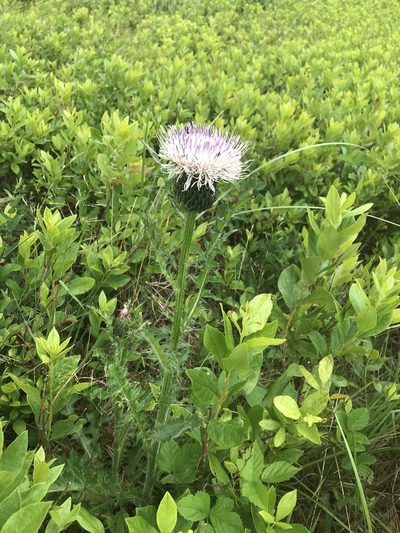 Cirsium pumilum, photographed by Chase Mathey