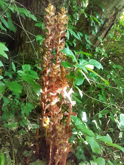 Orobanche laxissima, photographed by Valeri Golub