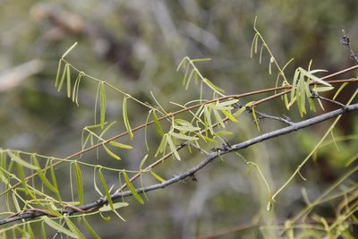 Secamone filiformis, photographed by Tony Rebelo
