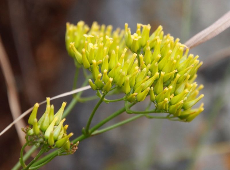Kalanchoe brachyloba, photographed by Tony Rebelo