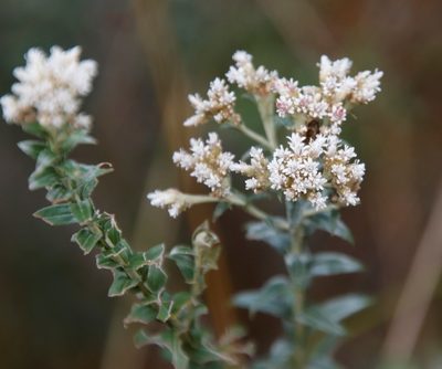 Tenrhynea phylicifolia, photographed by Tony Rebelo