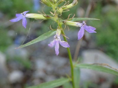 Palmerella debilis, photographed by George Williams