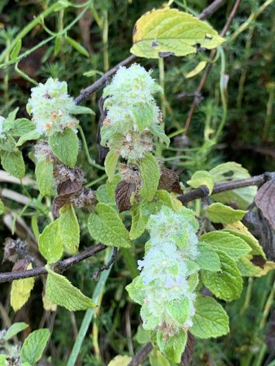 Minthostachys mollis, photographed by Diego F. Cisneros-Heredia