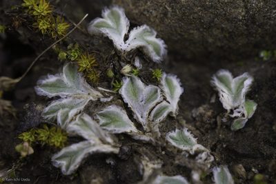 Riccia lamellosa, photographed by Ken-ichi Ueda