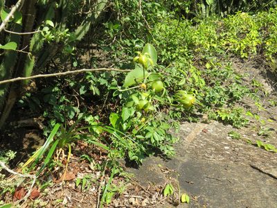 Pereskia aculeata, photographed by Victor Farjalla Pontes