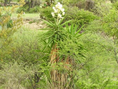 Yucca gigantea, photographed by Oscar Alejandro Morales Juárez