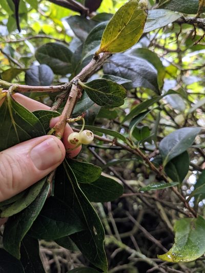 Vaccinium poasanum, photographed by Jake Rehage