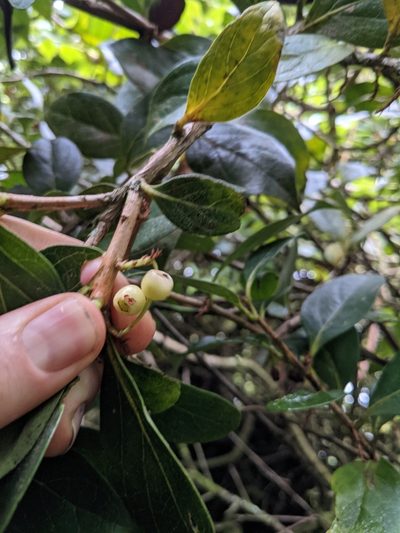 Vaccinium poasanum, photographed by Jake Rehage