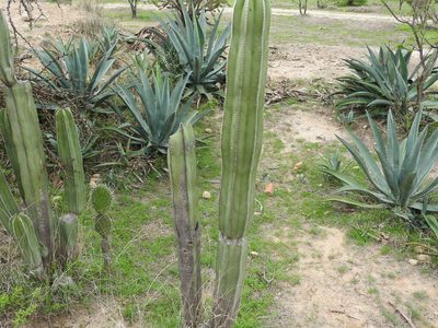 Lophocereus marginatus, photographed by Oscar Alejandro Morales Juárez