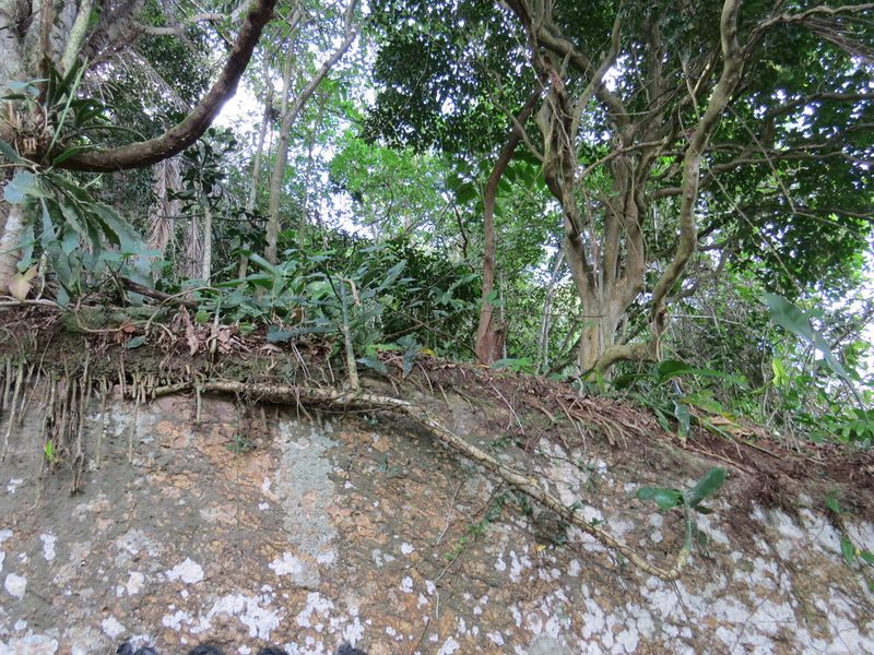 Brasiliopuntia brasiliensis, photographed by Victor Farjalla Pontes
