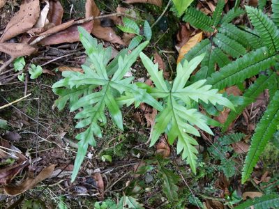 Doryopteris pedata, photographed by botanygirl