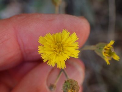 Hieracium argutum, photographed by George Williams