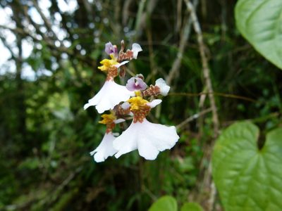 Tolumnia variegata, photographed by botanygirl