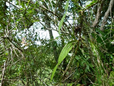 Tolumnia variegata, photographed by botanygirl