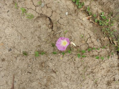 Ipomoea hartwegii, photographed by Oscar Alejandro Morales Juárez