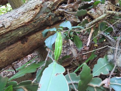 Epiphyllum phyllanthus, photographed by Victor Farjalla Pontes