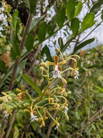 Epidendrum exasperatum, photographed by Jake Rehage