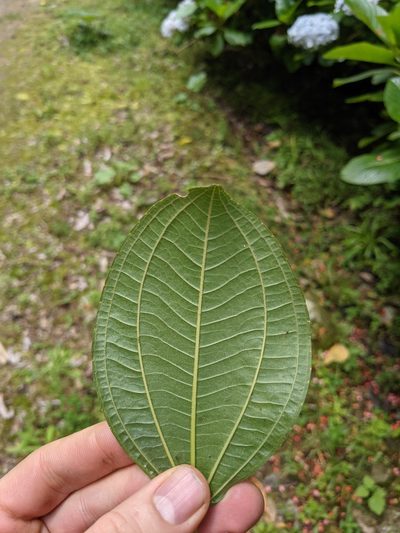 Axinaea costaricensis, photographed by Jake Rehage