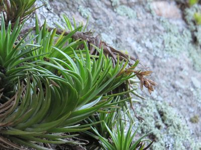 Tillandsia araujei, photographed by Victor Farjalla Pontes