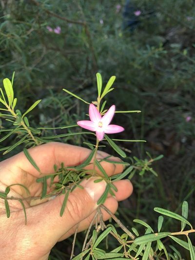 Crowea exalata, photographed by Lukas Clews