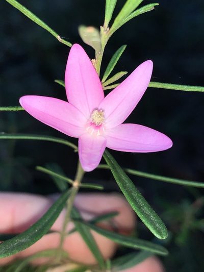 Crowea exalata, photographed by Lukas Clews