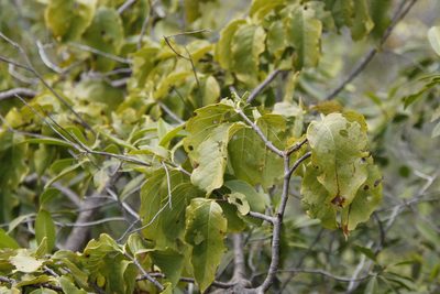Vangueria madagascariensis, photographed by Tony Rebelo