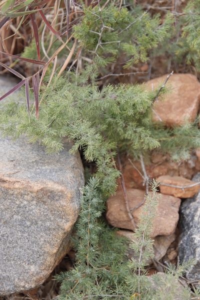 Asparagus flavicaulis, photographed by Tony Rebelo