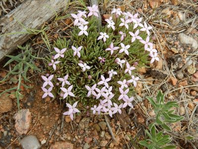 Houstonia rubra, photographed by Ryan Watson