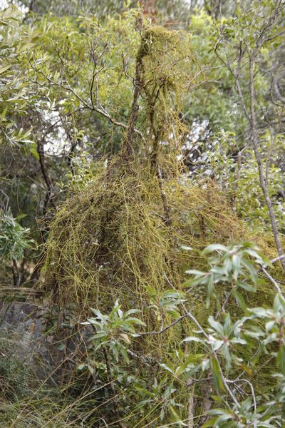 Cassytha pondoensis, photographed by Tony Rebelo