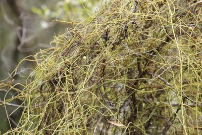 Cassytha pondoensis, photographed by Tony Rebelo