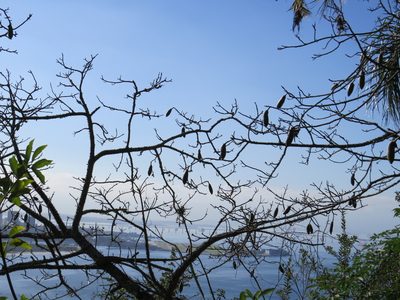 Ceiba erianthos, photographed by Victor Farjalla Pontes