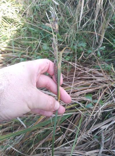 Carex sinclairii, photographed by Joe Potter Butler