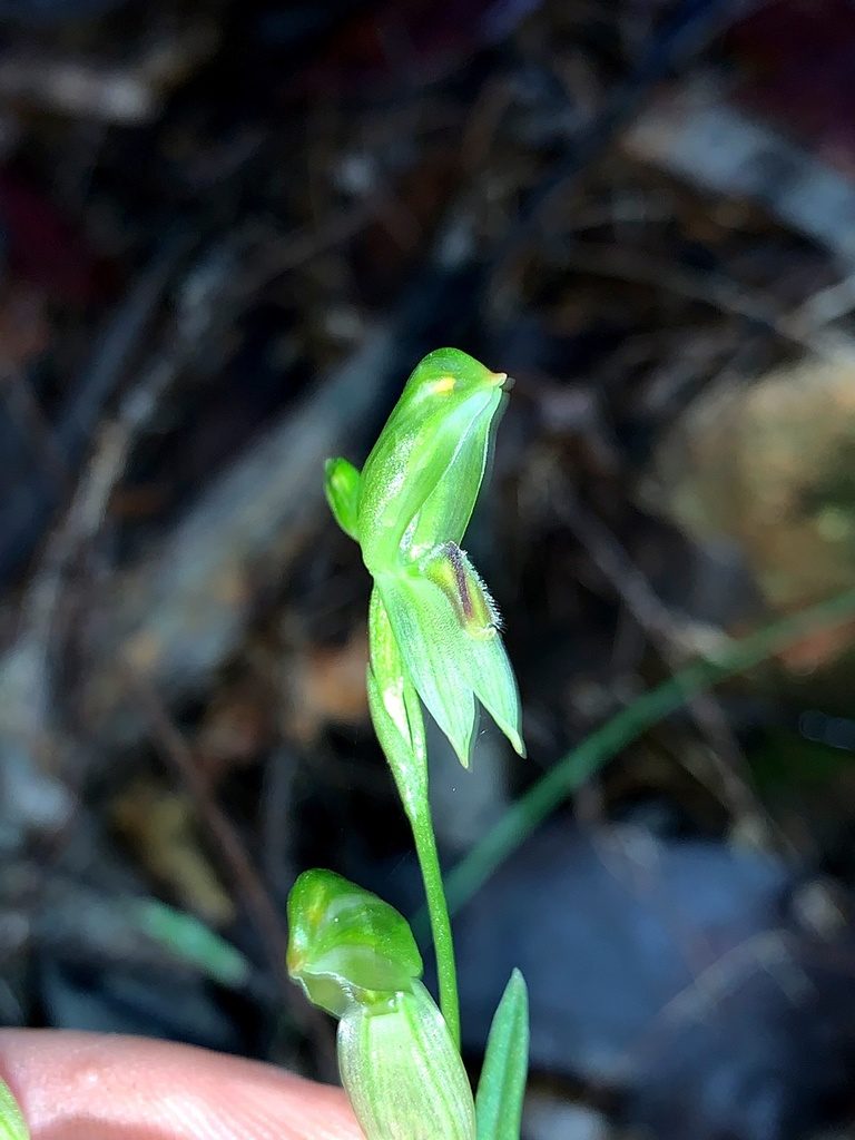 Pterostylis longifolia, photographed by Lukas Clews