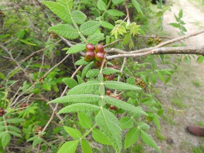 Bursera palmeri, photographed by Oscar Alejandro Morales Juárez
