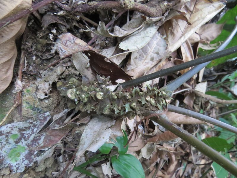 Dorstenia ramosa, photographed by Victor Farjalla Pontes
