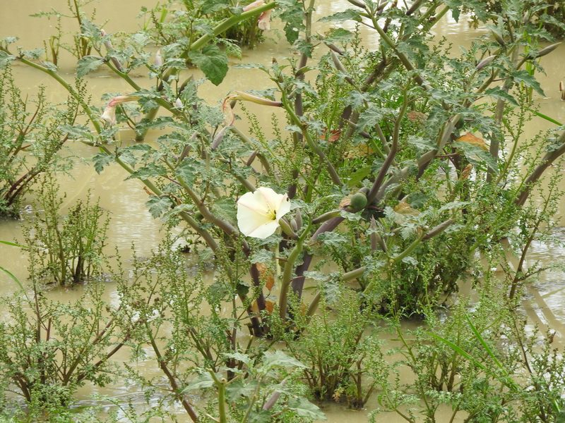 Datura ceratocaula, photographed by Oscar Alejandro Morales Juárez
