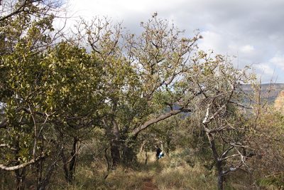Cussonia natalensis, photographed by Tony Rebelo