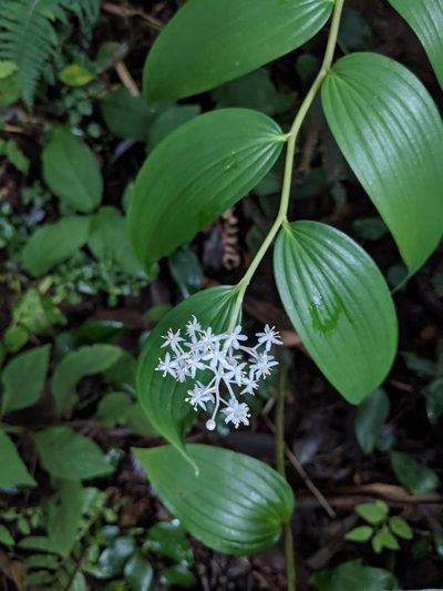 Maianthemum paniculatum, photographed by Jake Rehage