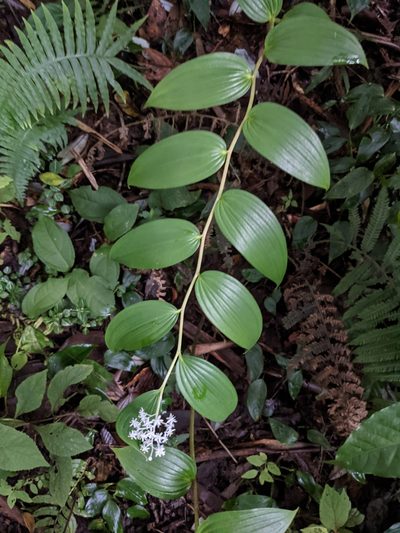 Maianthemum paniculatum, photographed by Jake Rehage