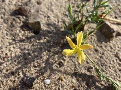 Menodora heterophylla, photographed by Reid Hardin