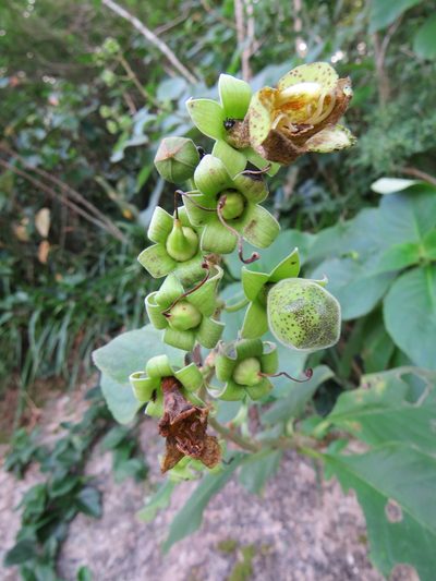 Paliavana prasinata, photographed by Victor Farjalla Pontes