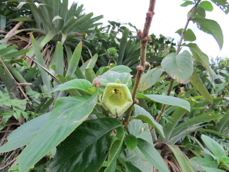 Paliavana prasinata, photographed by Victor Farjalla Pontes