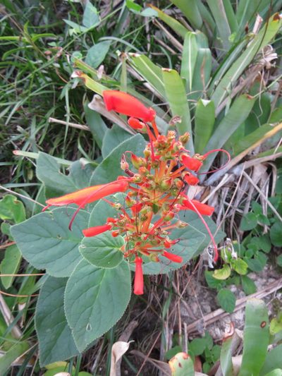 Sinningia bulbosa, photographed by Victor Farjalla Pontes