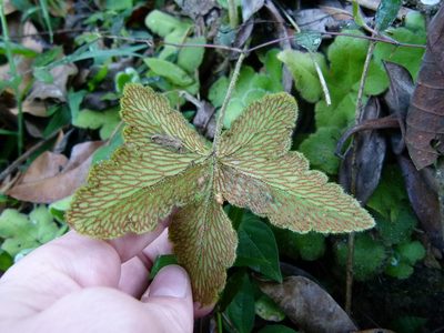 Hemionitis palmata, photographed by botanygirl