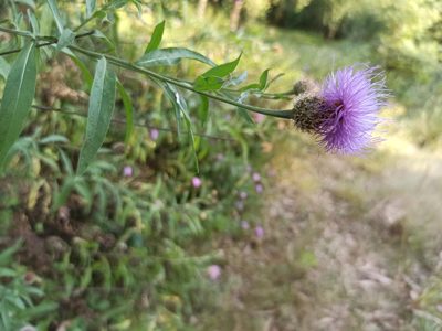 Cheirolophus sempervirens, photographed by Daniel Franco