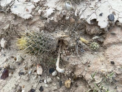 Sclerocactus scheeri, photographed by Reid Hardin
