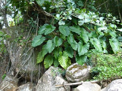 Philodendron giganteum, photographed by botanygirl