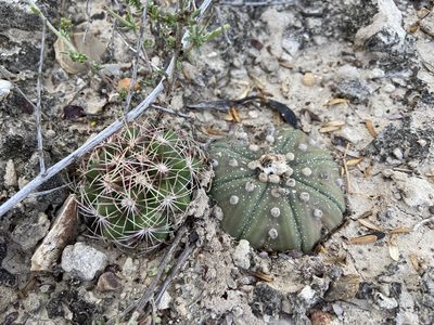 Astrophytum asterias, photographed by Reid Hardin