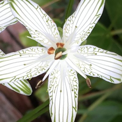 Parnassia grandifolia, photographed by Hill Craddock