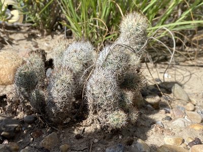 Pelecyphora emskoetteriana, photographed by Reid Hardin